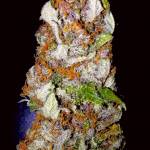 Purple Lemonade Fast Buds