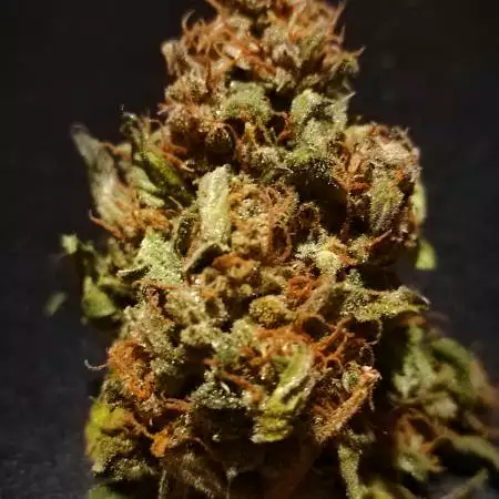 Lemon AK Fast Buds