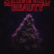 Strange Beauty (Regulär)