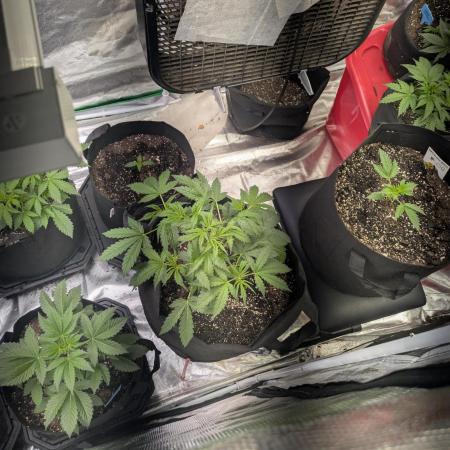 Ohio supreme genetics