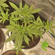 Gorillaz auto