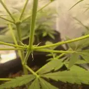 Gorillaz auto