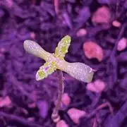 First grow. Here goes.