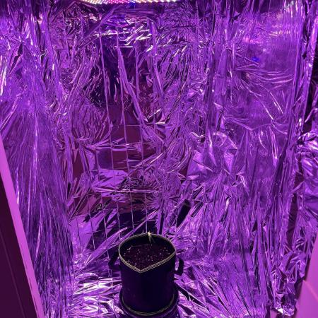 First grow. Here goes.