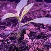 First grow. FastBudz Banana purple punch