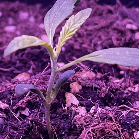 First grow. FastBudz Banana purple punch