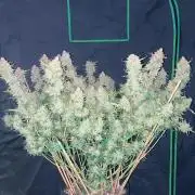 42Fastbuds Gorilla Cookies Auto