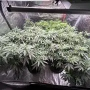 Cannafair 25 Clone Run