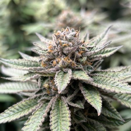 Cannafair 25 Clone Run