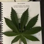 Eternity Cup 2026 Sticky Broccoli