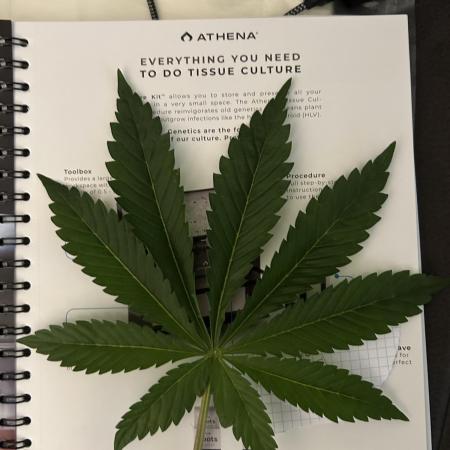 Eternity Cup 2026 Sticky Broccoli