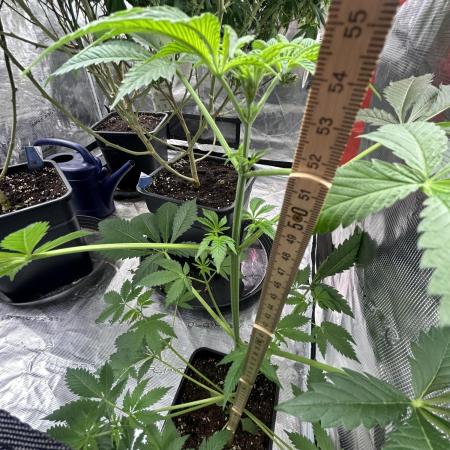 Eternity Cup 2026 Sticky Broccoli