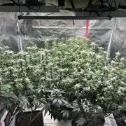 Cannafair 25 Clone Run