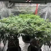 Cannafair 25 Clone Run