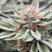 Cannafair 25 Clone Run