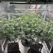 Cannafair 25 Clone Run