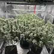 Cannafair 25 Clone Run