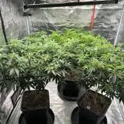 Cannafair 25 Clone Run