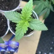 Eternity Cup 2026 Sticky Broccoli