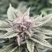 Cannafair 25 Clone Run