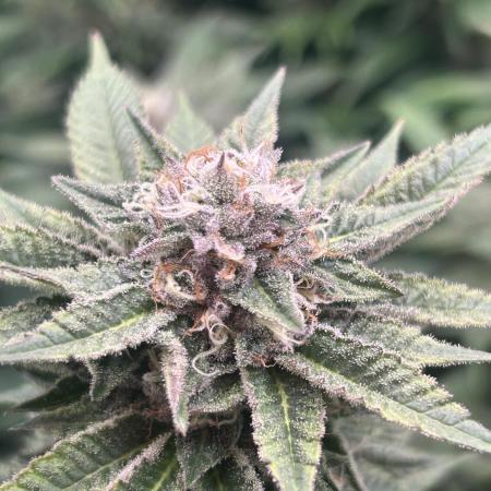 Cannafair 25 Clone Run