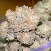 First Run Ever - Early Skunk