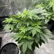 Eternity Cup 2026 Sticky Broccoli