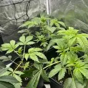 Eternity Cup 2026 Sticky Broccoli