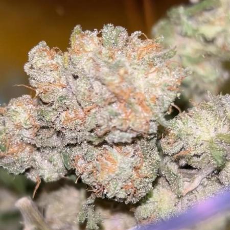 First Run Ever - Early Skunk