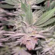 Cannafair 25 Clone Run
