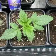 Eternity Cup 2026 Sticky Broccoli