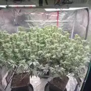 Cannafair 25 Clone Run