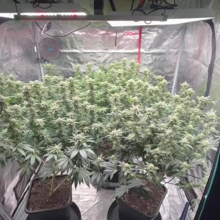 Cannafair 25 Clone Run