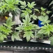 Eternity Cup 2026 Sticky Broccoli