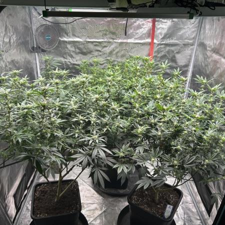 Cannafair 25 Clone Run