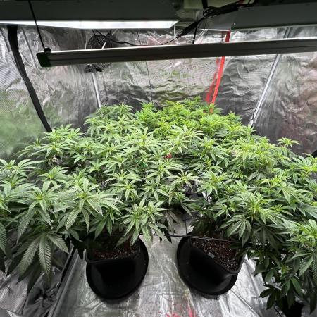 Cannafair 25 Clone Run