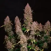 Spring 42 auto