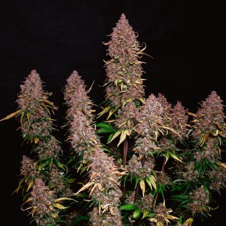 Spring 42 auto