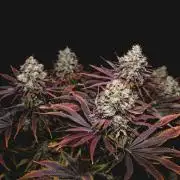 Jack Herer original genetics