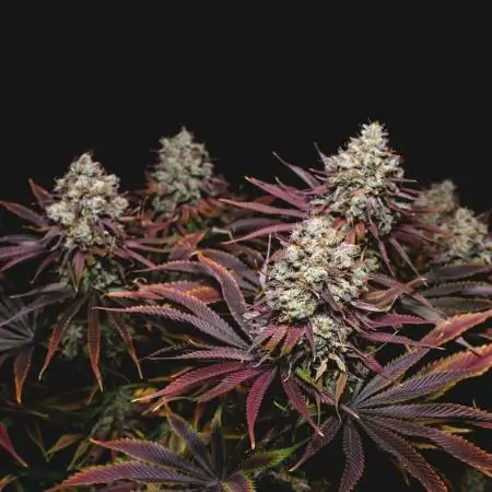 Jack Herer original genetics