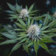 Jack Herer original genetics
