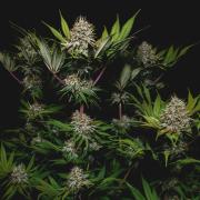 Jack Herer original genetics