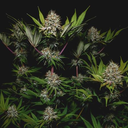 Jack Herer original genetics