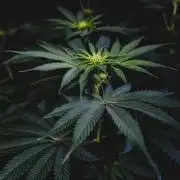 Jack Herer original genetics