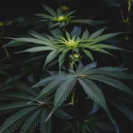 Jack Herer original genetics