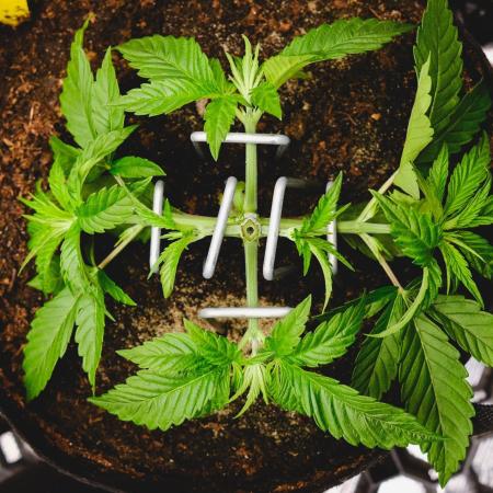Jack Herer original genetics