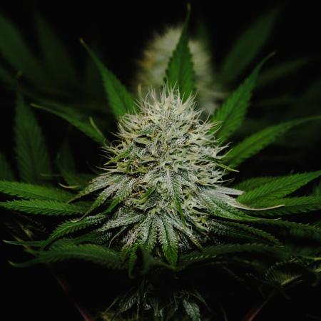 Jack Herer original genetics