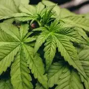 Welcome_Newbie_indoor