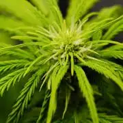 Welcome_Newbie_indoor