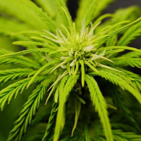 Welcome_Newbie_indoor